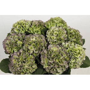 HYDR M CH WHI VER CL