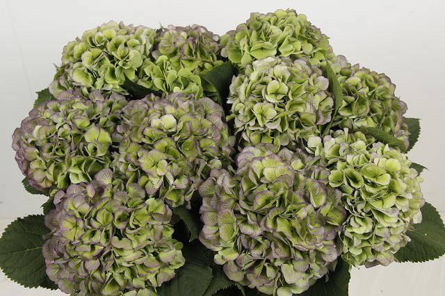 <h4>HYDR M CH WHI VER CL</h4>