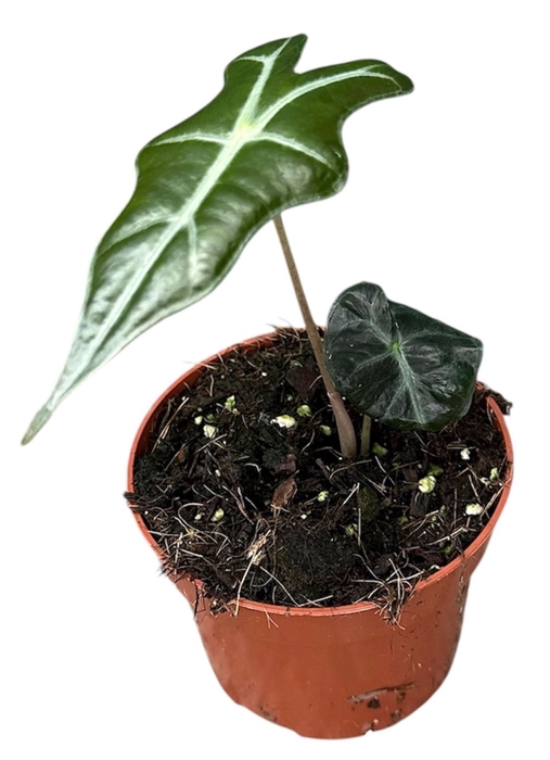 Alocasia