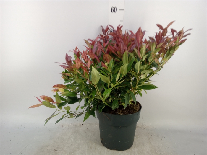 <h4>Leucothoe axillaris 'Zeblid'</h4>