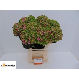Hydr M Mag Coral Green Cl