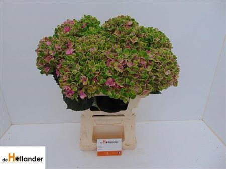 <h4>Hydr M Mag Coral Green Cl</h4>