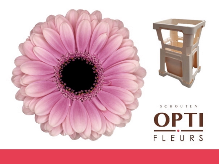 <h4>Germini Esmee Water</h4>