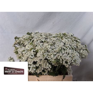 Achillea White Beauty