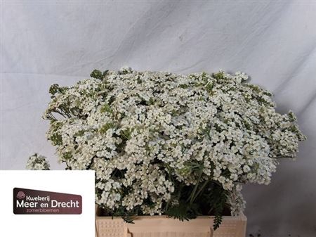 <h4>Achillea White Beauty</h4>