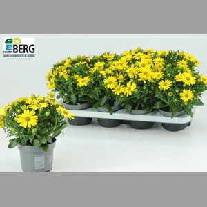 OSTEO FP PURE YELLOW