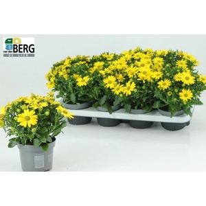 OSTEO FP PURE YELLOW