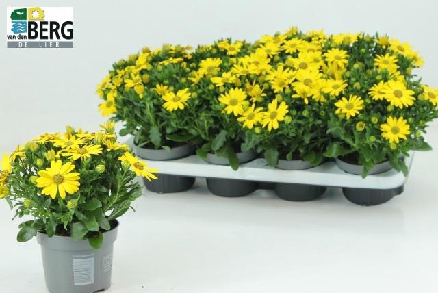 <h4>OSTEO FP PURE YELLOW</h4>