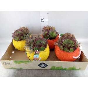Arr.  Sempervivum L%