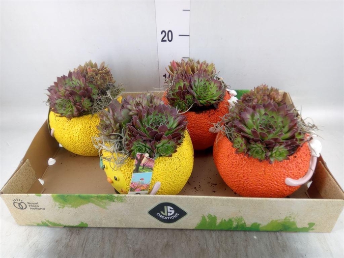 <h4>Arr.  Sempervivum L%</h4>
