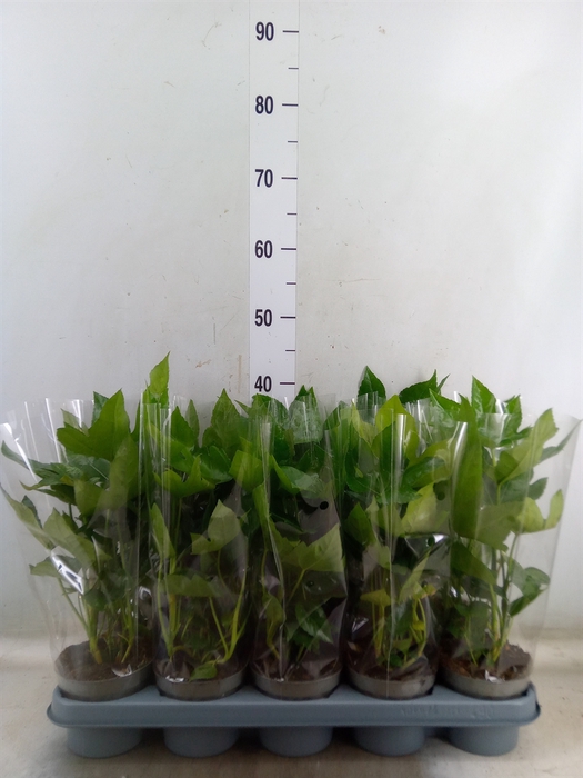 <h4>Fatsia japonica   ...</h4>