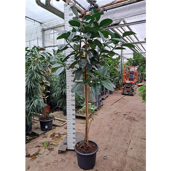 <h4>Ficus elastica 'Robusta'</h4>