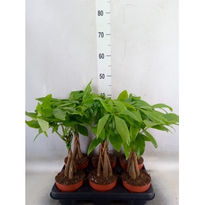 Pachira aquatica