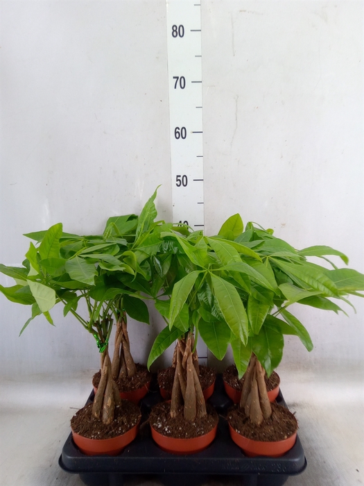 <h4>Pachira aquatica</h4>