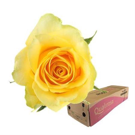 <h4>R Gr Moonwalk -in box</h4>