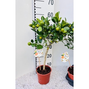 Citrus Calamondin on stem (s2)