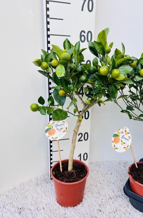 <h4>Citrus Calamondin on stem (s2)</h4>