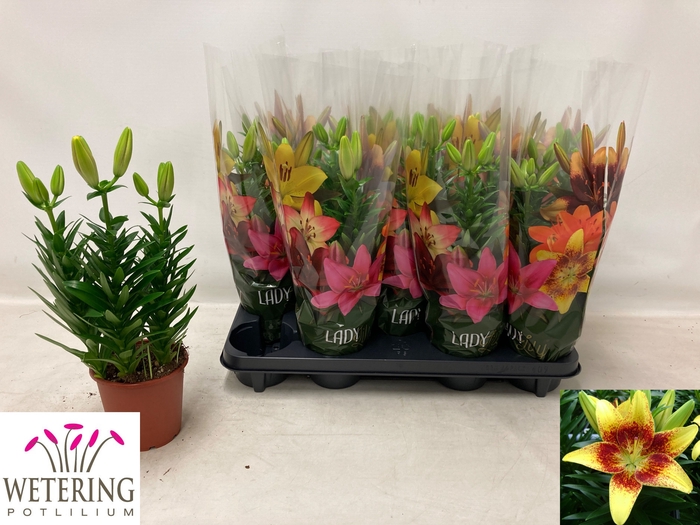 <h4>LIL AS TINY NUGGET</h4>