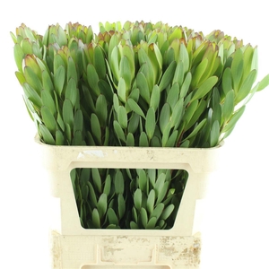 LEUCAD SAF GOLDSTRIK