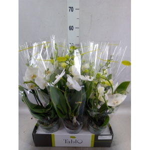 Phalaenopsis   ...white
