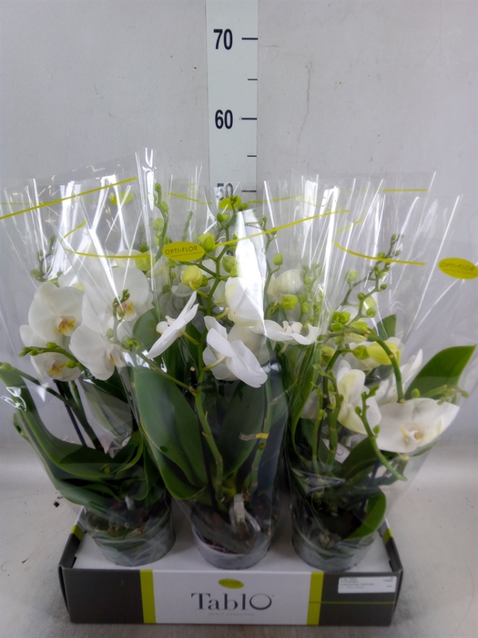 <h4>Phalaenopsis   ...white</h4>