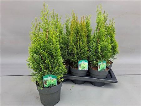 <h4>Thuja O Smaragd</h4>