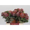 Banksia Coccinea