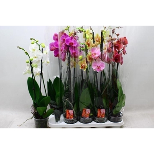 PHAL GEM 7 KL