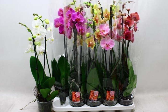 <h4>PHAL GEM 7 KL</h4>