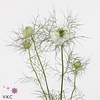 Nigella Da White Lady