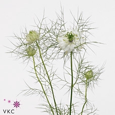 Nigella Da White Lady