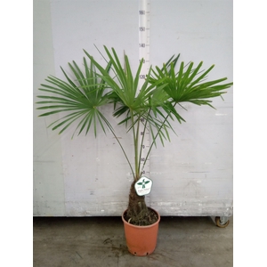 Trachycarpus fortunei