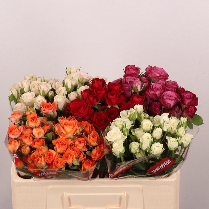 <h4>R TR GEMENGD IN FUST</h4>