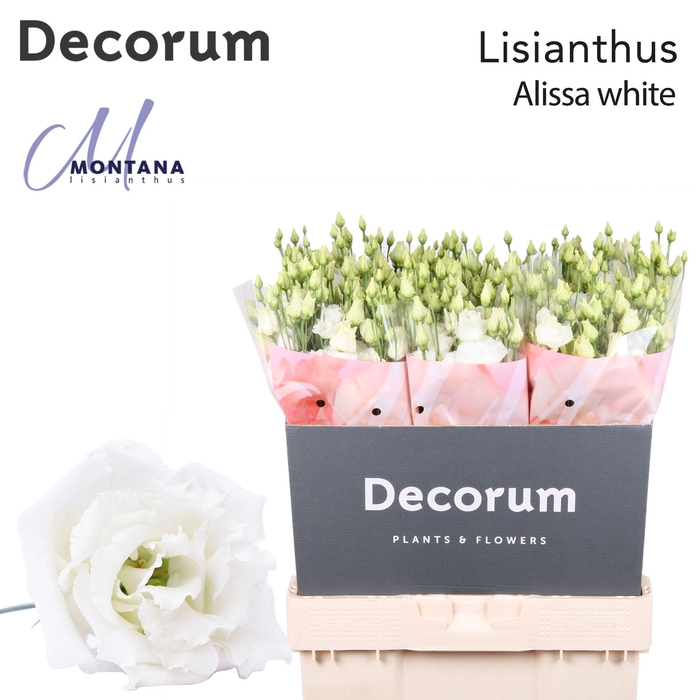 <h4>Lisianthus Alissa white 70cm</h4>