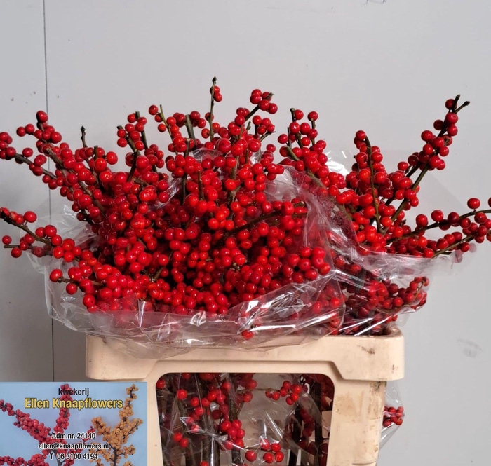 <h4>ILEX VE RODE BES</h4>