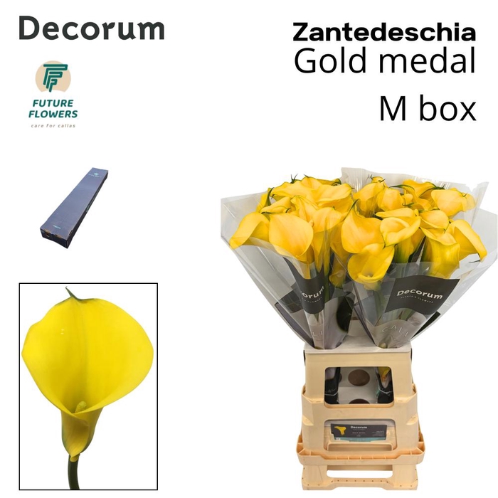 <h4>ZANT GOLD MEDAL MEDIUM BOX 70 CM 20 ST.</h4>