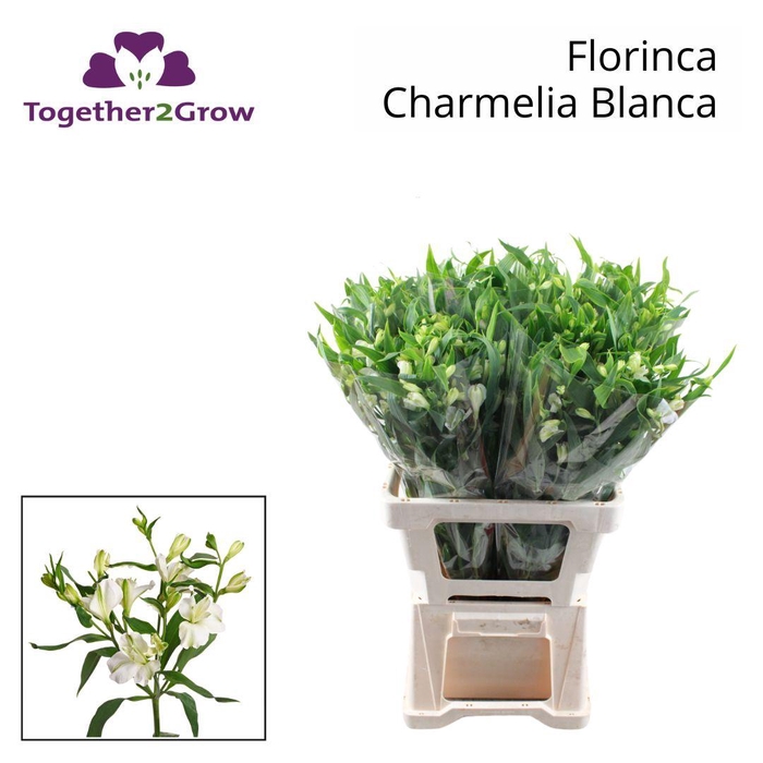 <h4>ALST FL CHARME BLANCA</h4>