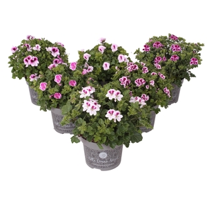 Pelargonium Grandiflorum Bella d. Angel mix etage