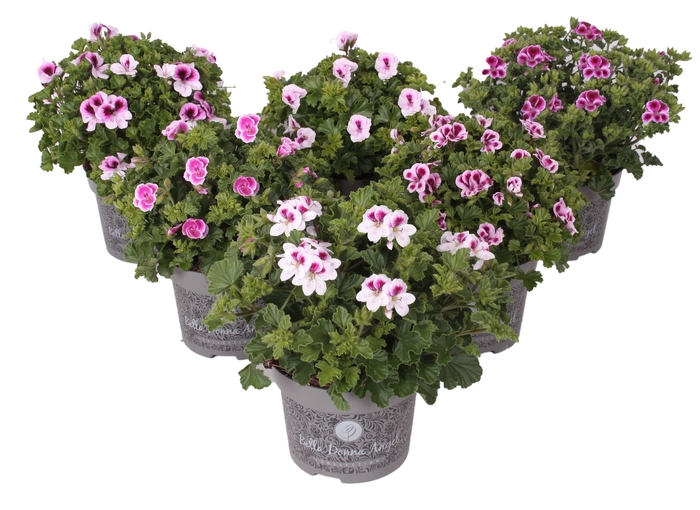 <h4>Pelargonium Grandiflorum Bella d. Angel mix etage</h4>