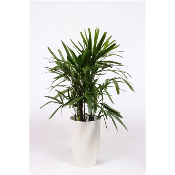 <h4>Rhapis excelsa in Santorini pot "wit"</h4>