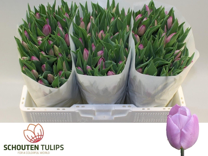 <h4>TU EN PINK FUTURE</h4>