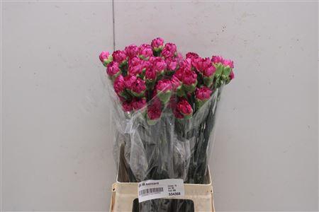 <h4>Di St Bernard</h4>