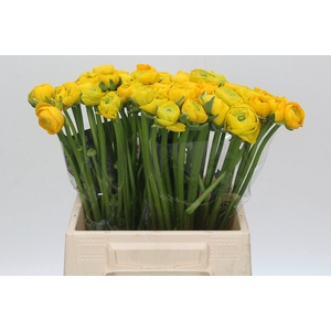 Ranunculus Charm Yellow