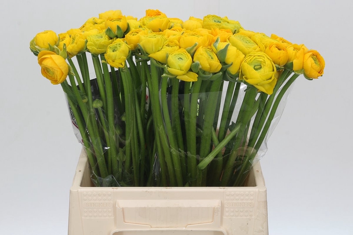 <h4>Ranunculus Charm Yellow</h4>