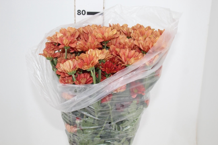 <h4>CRISANTEMO SANTINI REFURY 080 CM</h4>