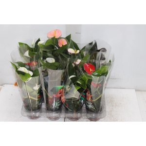ANTHURIUM VARIADO P06