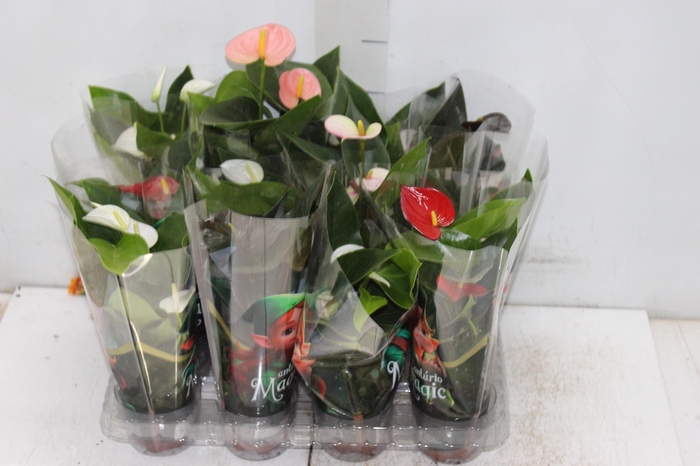 <h4>ANTHURIUM VARIADO P06</h4>