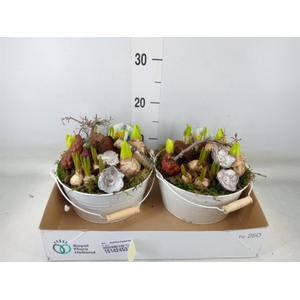 Arr.   Bol/Knolgewas L%