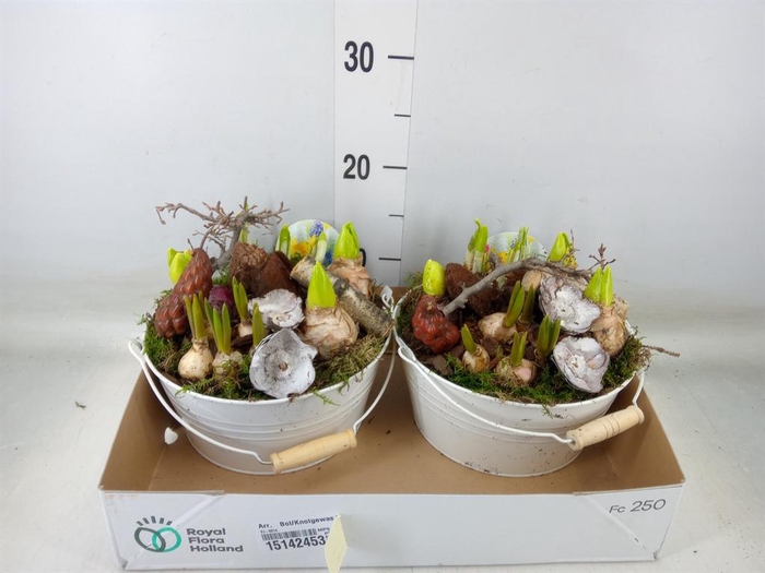 <h4>Arr.   Bol/Knolgewas L%</h4>