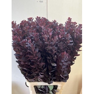 COTI C ROYAL PURPLE